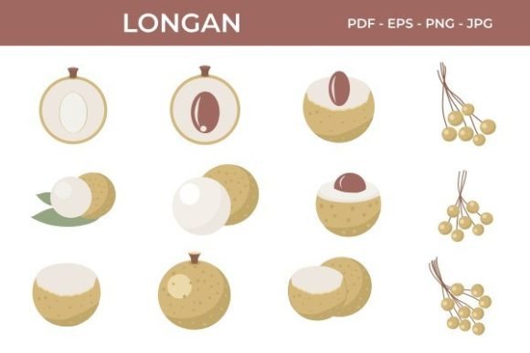 Longan Fruit Collection Vector Design