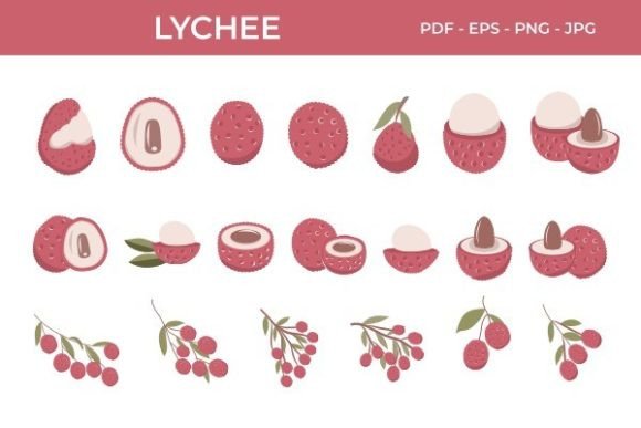 Lychee Fruit Collection Vector Illustration